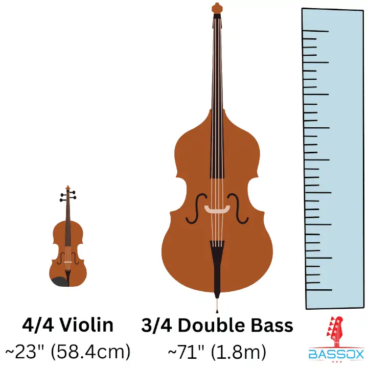 Size comparison of double bass and violin